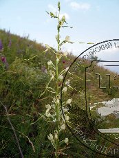 Ремнелепестник козий 001